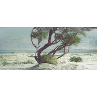PROMISED LAND_43-Qd6Hj9agBvAkBU6cljLQnTVPFbI3Brsd.jpg